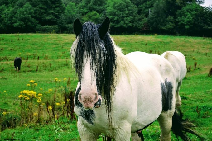 80s rock star horse