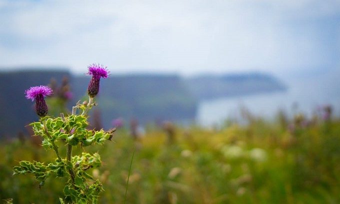 Cliffs of Moher, Ireland