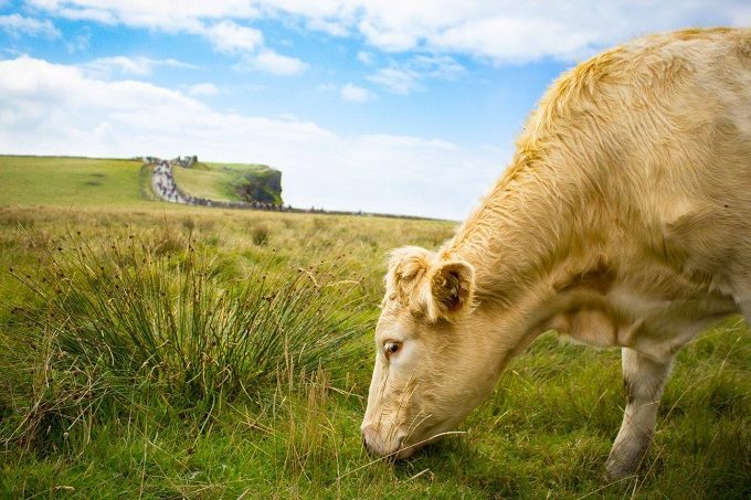 Cow grazing at the Cliffs of Moher, Ireland