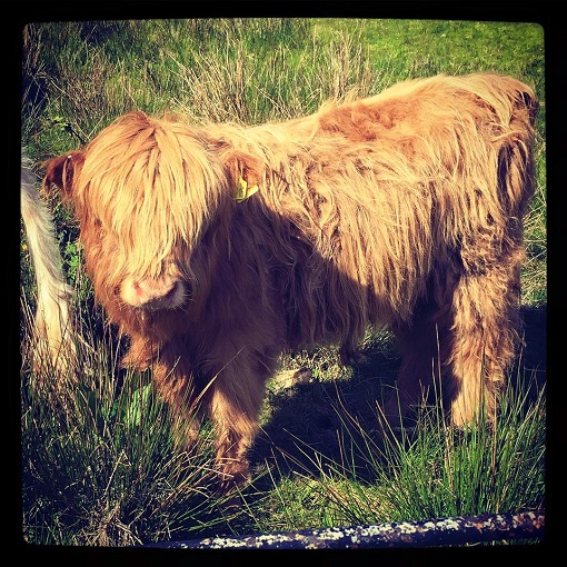 Heilan Coo!