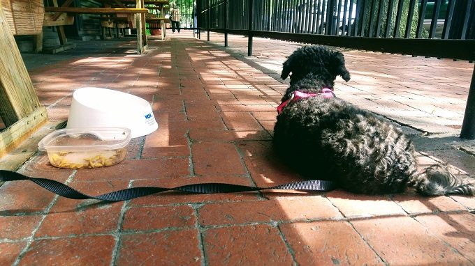 Truffles chilling out at Longboards, Portsmouth VA