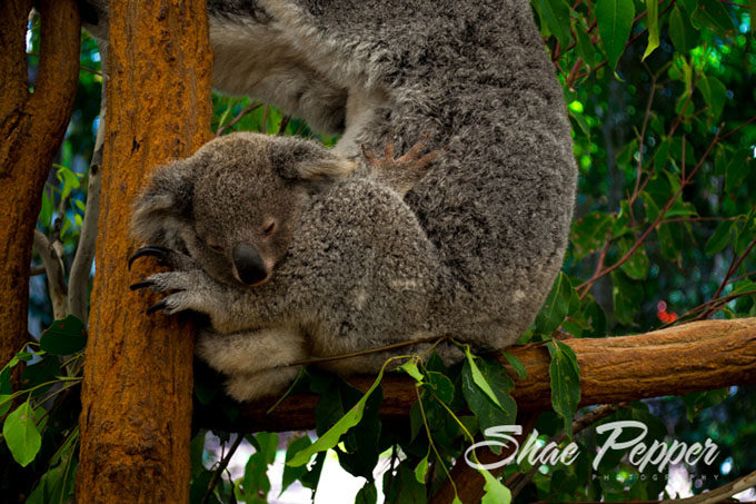 Baby koala at Lone Pine Koala Sanctuary