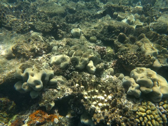 Coral at the Great Barrier Reef