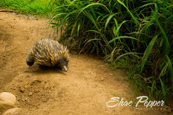 Echidna waddle