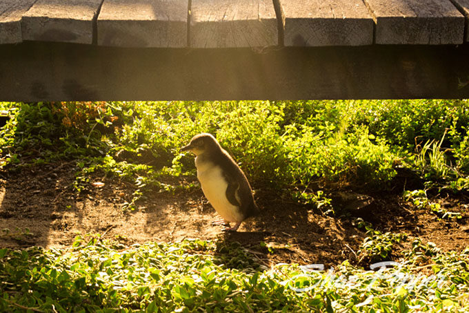 Little penguin on Phillip Island