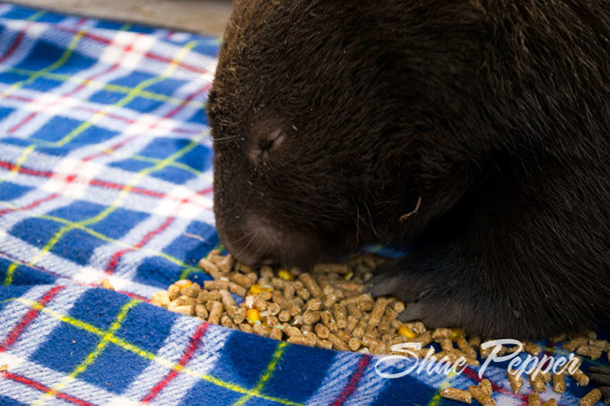 Gem the wombat eating