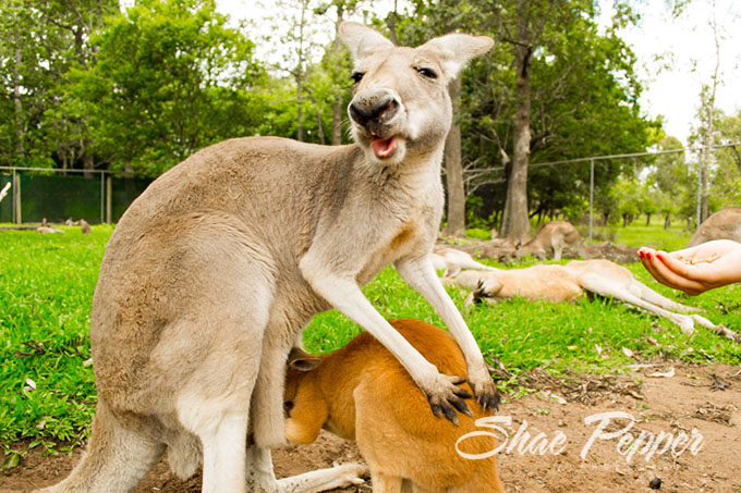 Joey getting into a kangaroo's pouch
