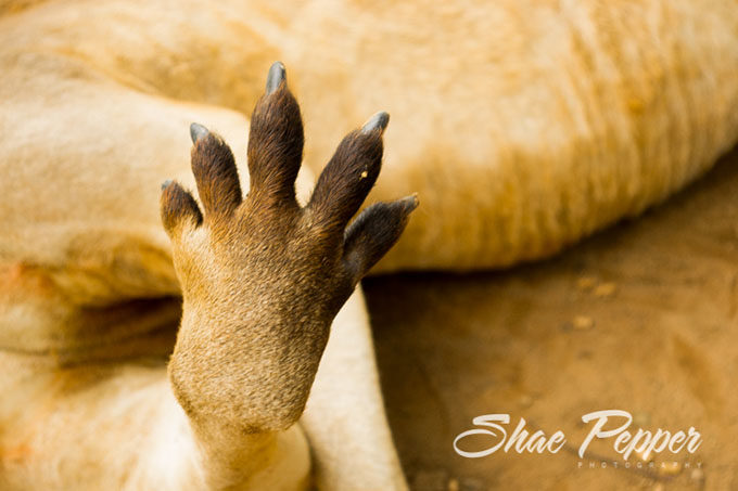 Kangaroo high five