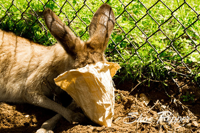 Kangaroo with his face in a food bag