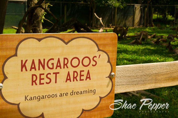 Kangaroos' Rest Area at Lone Pine Koala Sanctuary