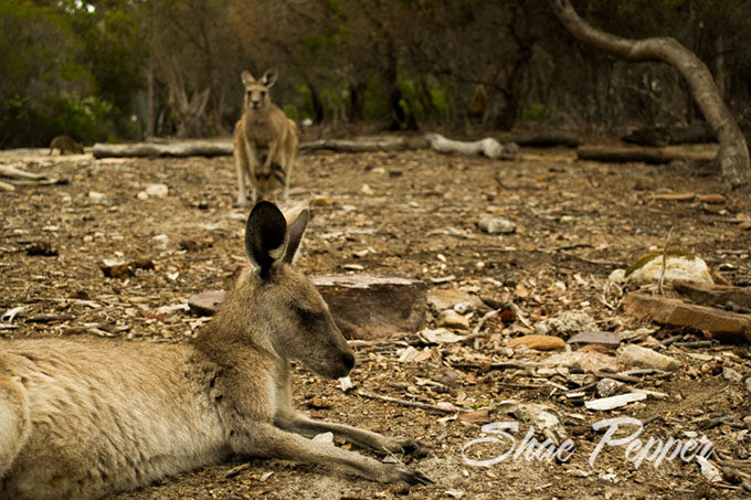 Kangaroos at the Australia Walkabout Wildlife Park