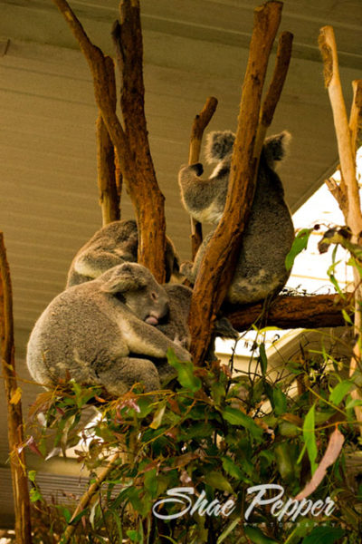 Lone Pine Koala Sanctuary snuggle time