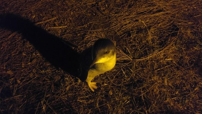 One of the penguins after the penguin parade