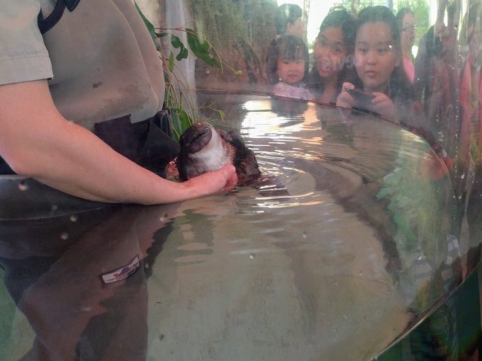 Platypus at Healsville Sanctuary