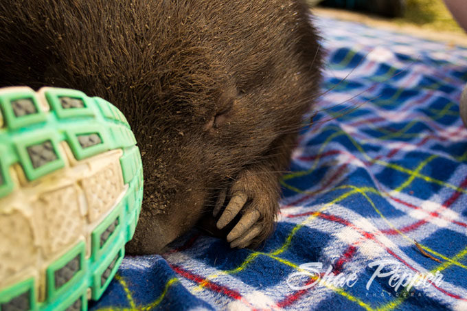 Sleeping wombat