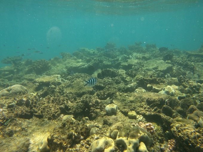 Snorkeling at the Great Barrier Reef