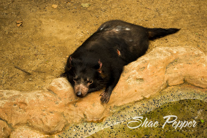 Tasmanian Devil flop