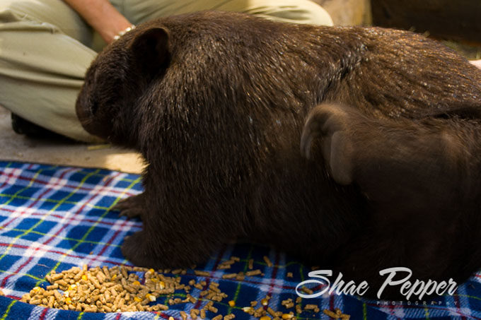 Wombat scratching