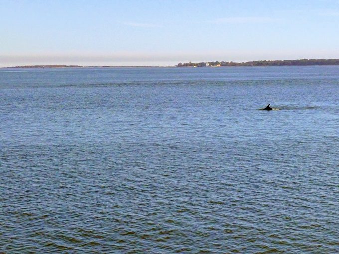 A dolphin guiding us to Fort Sumter