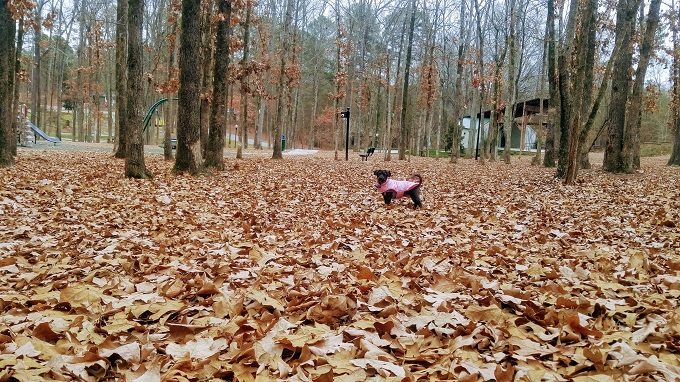 Truffles off leash