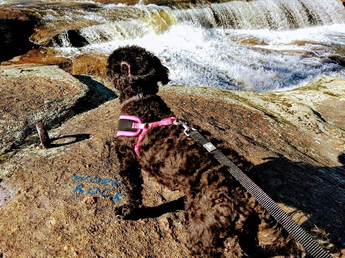 Truffles enjoying the falls