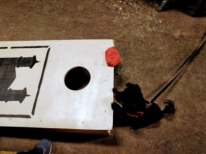 Truffles isn't very good at cornhole