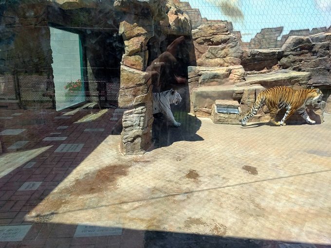 Irvine Park & Zoo, Chippewa Falls WI - Tigers
