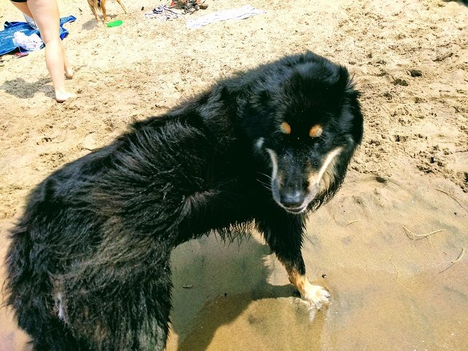 A new friend at Kirk Park dog beach, West Olive MI