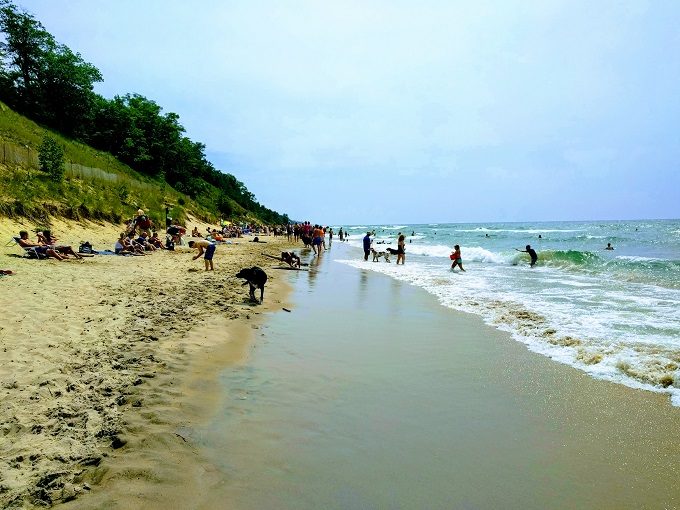 Dog's Day Out At The Kirk Park Dog Beach Near Grand Rapids, MI - No