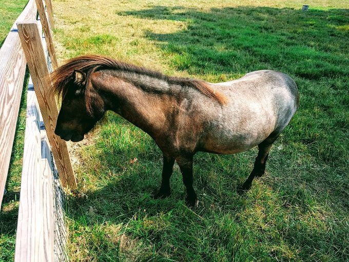 Pony at Perry Farm Park, Bradley IL