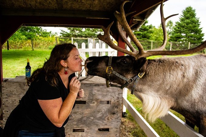 Hardy's Reindeer Ranch, Rantoul IL - Reindeer kissing 1