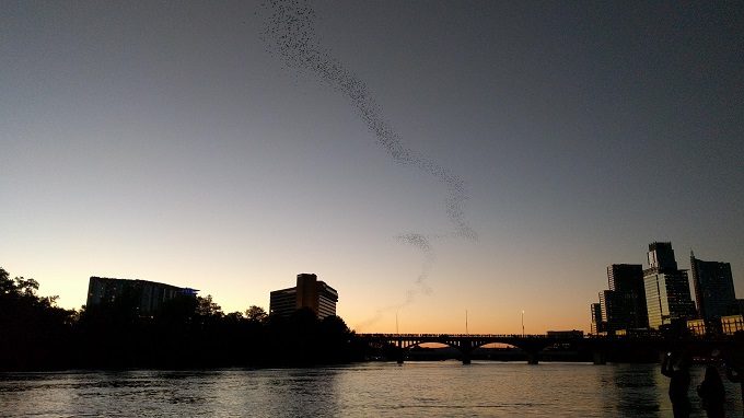 Bats in Austin TX