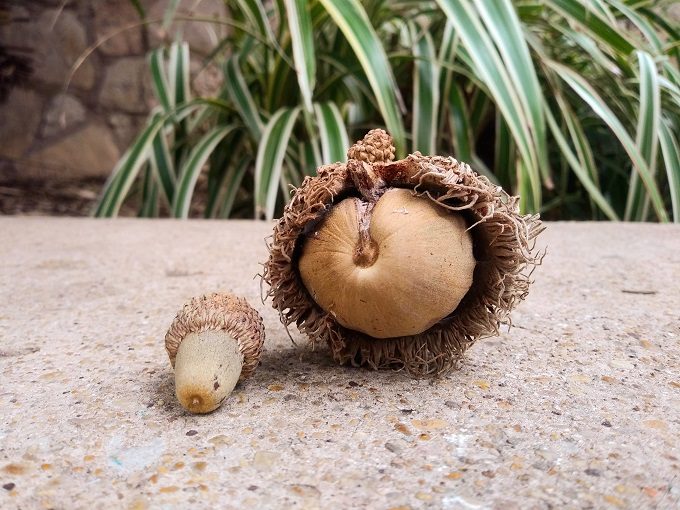 Enormous acorn