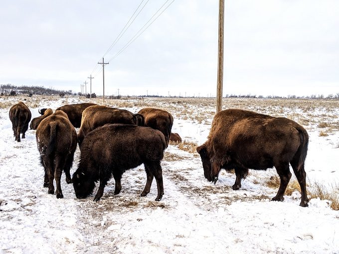 Sandsage Bison Range & Wildlife Area - Herd of bison 2
