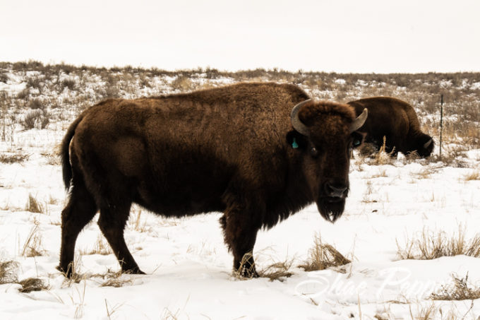 Sandsage Bison Range and Wildlife Area Kansas-9