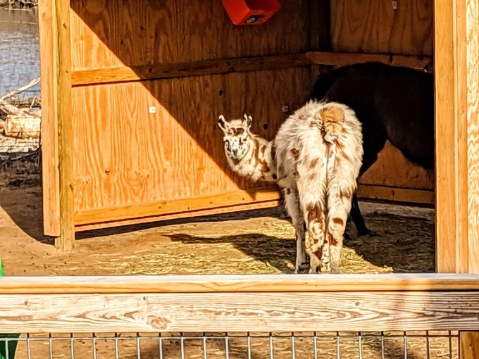 Baby llama at Hutchinson Zoo, Kansas
