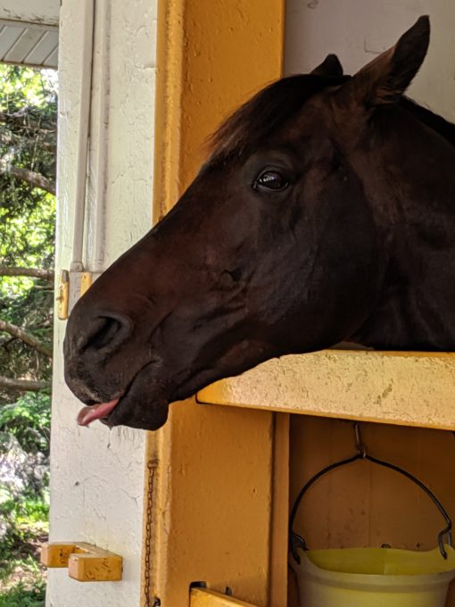 Blame horse sucking on a peppermint at Claiborne Farm