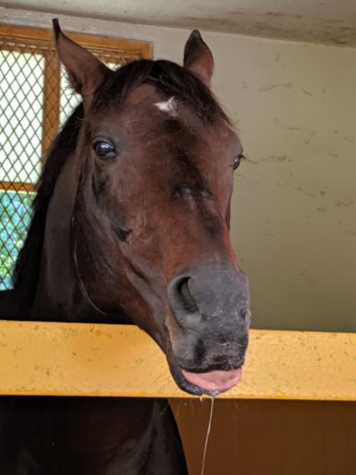 Blame horse sucking on a peppermint at Claiborne Farm