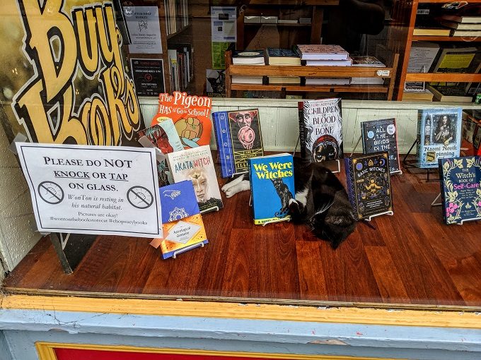 WonTon the cat in Chop Suey Books in Richmond, Virginia