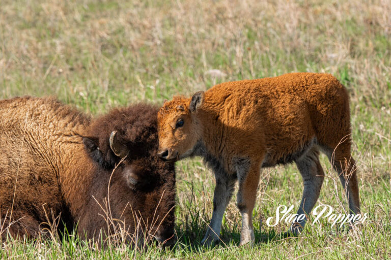 Driving The Wildlife Loop At Custer State Park In South Dakota No