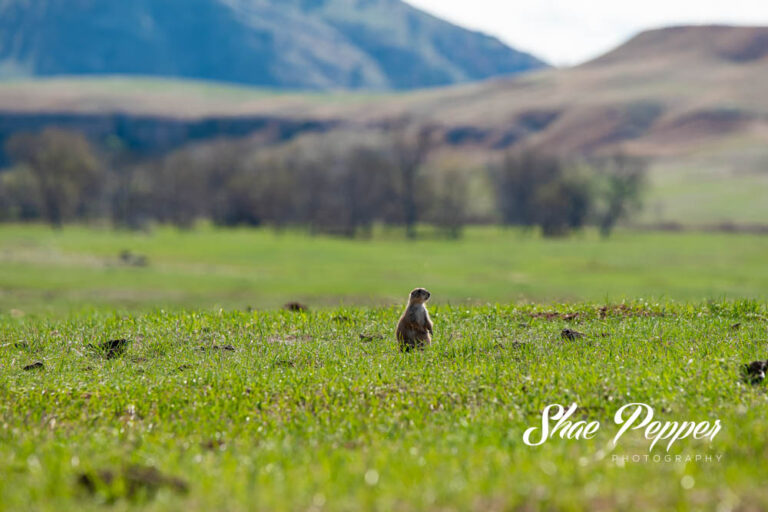 Driving The Wildlife Loop At Custer State Park In South Dakota No