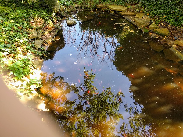 Sheraton Roanoke fish pond