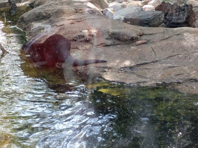 10 - Otters during feeding time