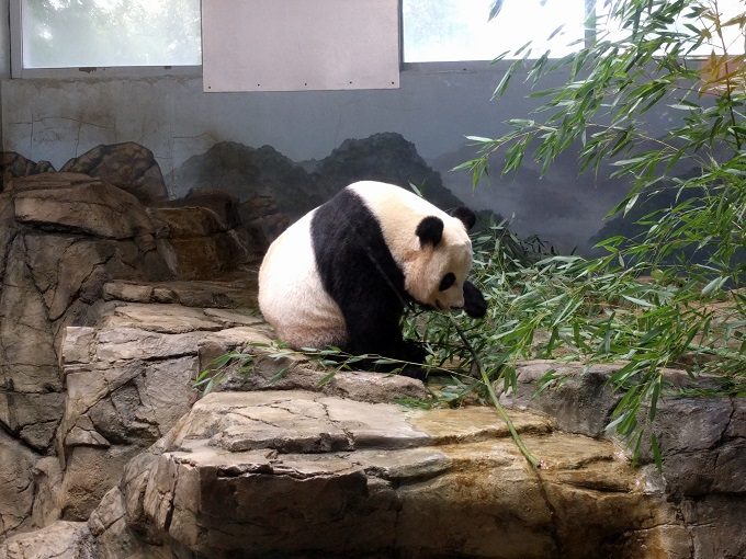 9 - Another panda