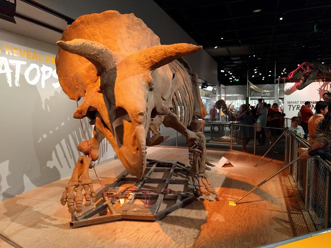 triceratops melbourne museum