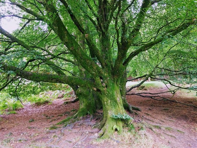 Glendalough tree