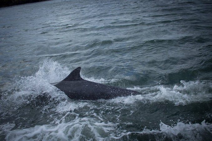 Fungie the Dolphin at Dingle Peninsula, Ireland