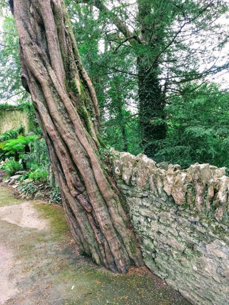 Tree growing through a stone wall