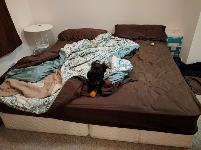King bed (pupper and ball not included)