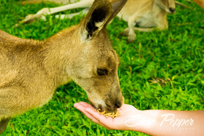 Hungry, hungry kanga